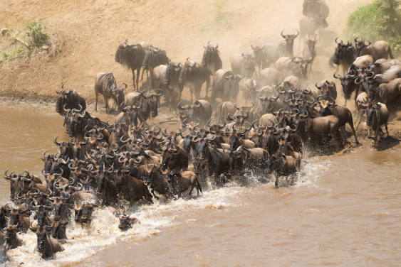 動物大遷徙：數千頭角馬一起渡過馬拉河。（姚思穎攝）